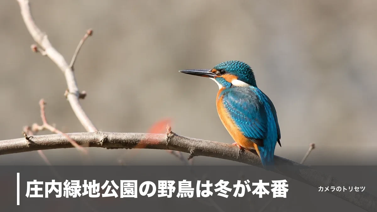 庄内緑地公園の野鳥は冬が本番｜47.39haで会える鳥と撮影スポット・機材の正解のアイキャッチ画像
