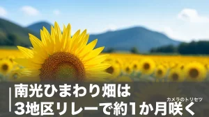 南光ひまわり畑は3地区リレーで約1か月咲く｜見頃・アクセス・撮影設定の完全ガイドのアイキャッチ画像